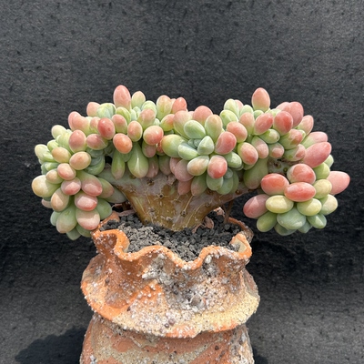 香水洛神树缀