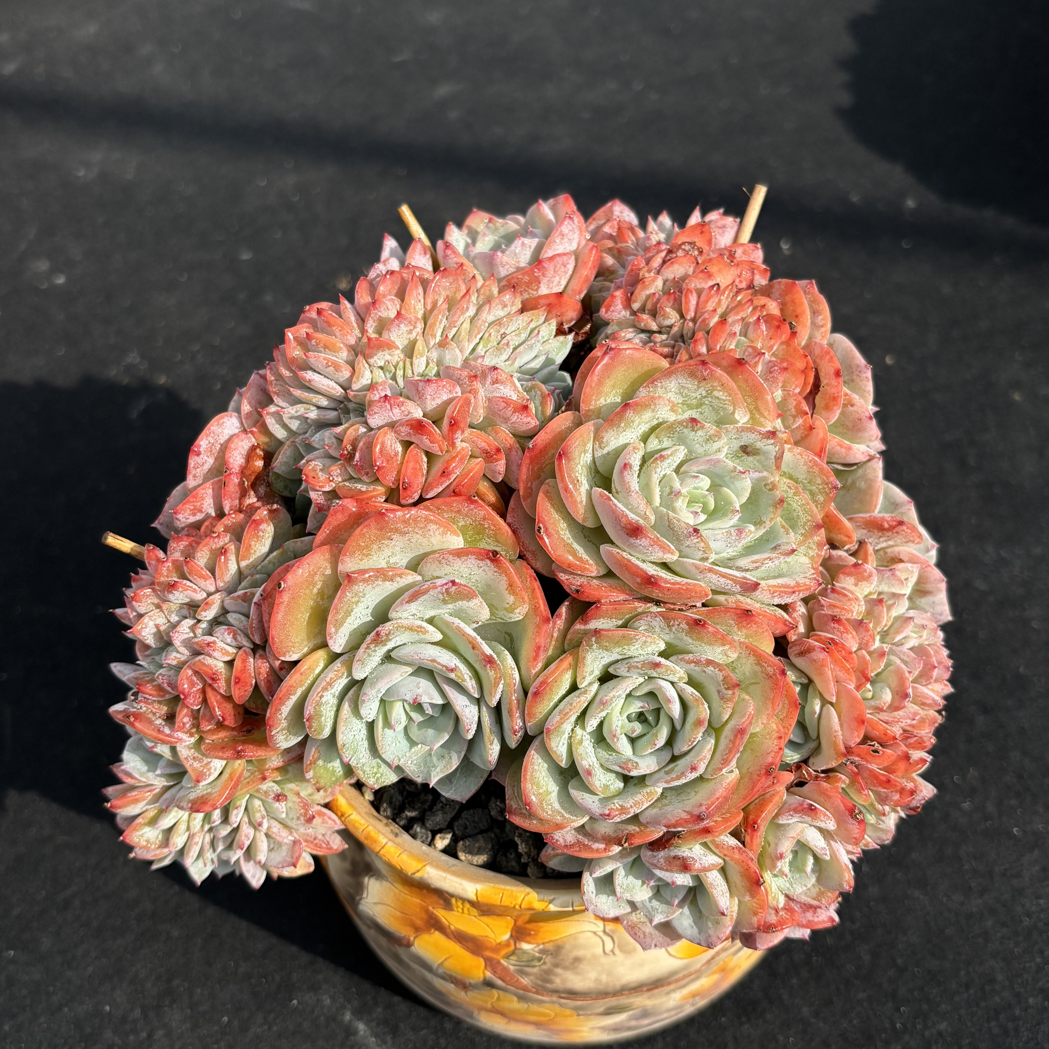 原始海棠花小树缀