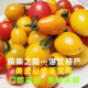 广东湛江特产当季 水果黄金彩色圣女果小番茄新鲜小柿子孕妇小孩