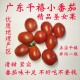 广东湛江正宗电白冰糖千禧圣女果樱桃小番茄西红柿应季 水果车厘茄