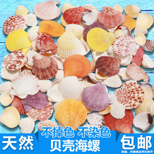 手工diy装饰品海螺贝壳天然鱼缸