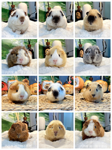 西西家 北京发货 美泰加州荷兰猪豚鼠活体柿子椒熊幼崽家养豚舍