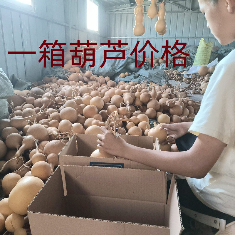 天然葫芦捡漏清仓处理打包练手葫芦爱好者大中小号葫芦一箱价格