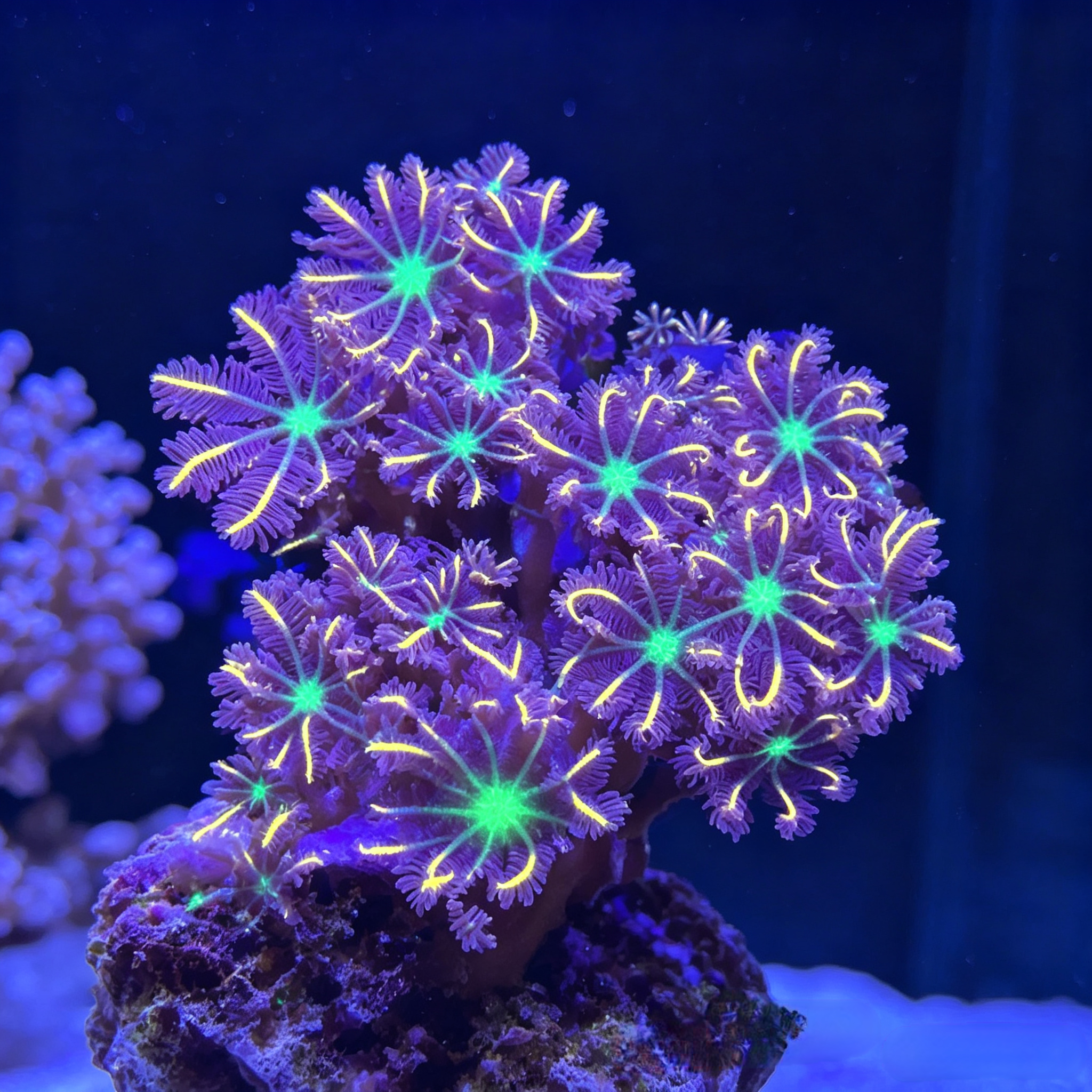 澳洲金边大手星花软体珊瑚好养