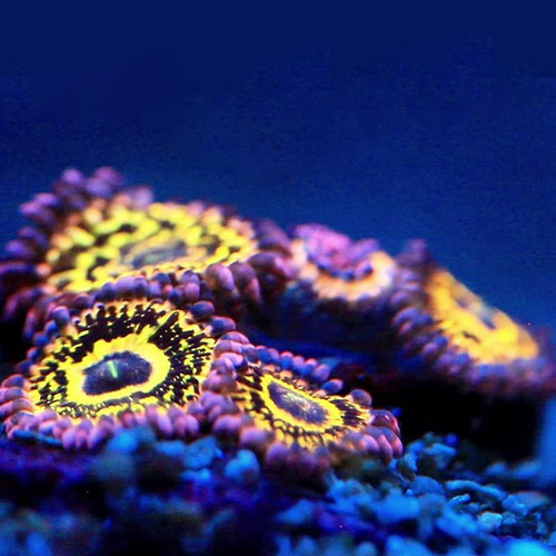 平流层纽扣珊瑚软体lps珊瑚