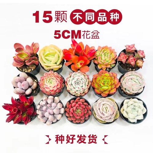 壹分皿多肉植物组合办公室