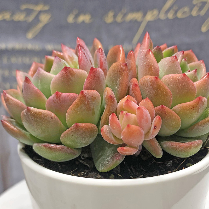 壹分皿 芬达多肉植物阳台新款肉肉花卉绿植室内小盆栽大颗好养