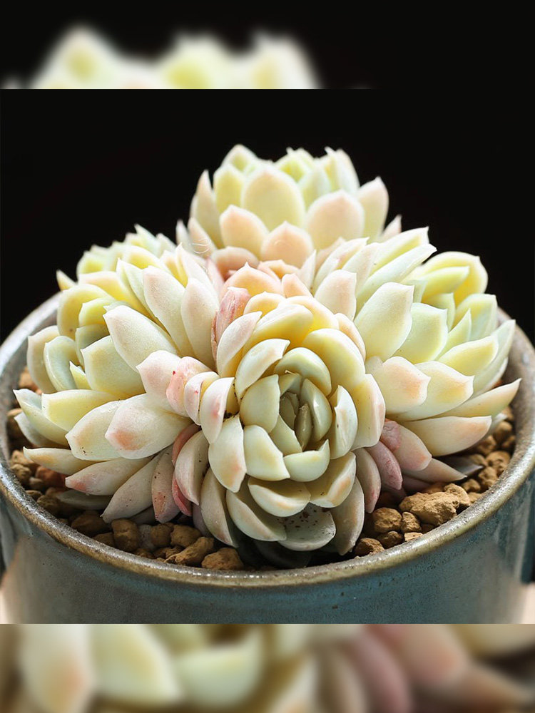 壹分皿 冰莓群生冰梅多肉植物绿植肉肉室内奇趣绿植盆栽花卉组盆