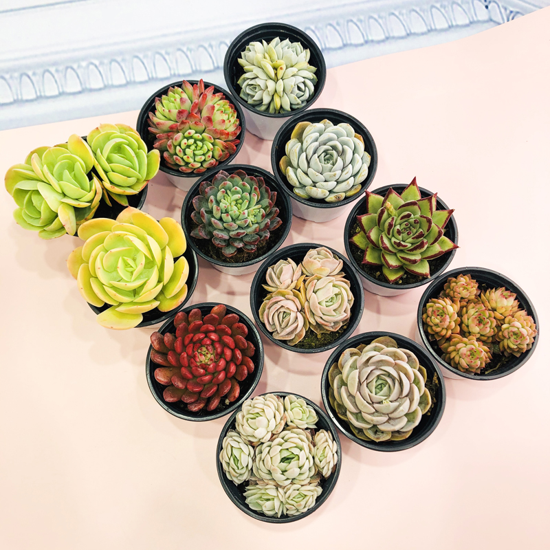 壹分皿桌面好养趣味多肉盆栽萌肉