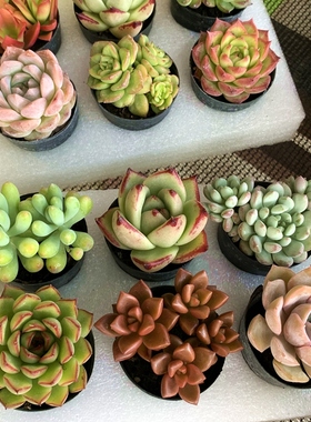 多肉植物无滤镜直拍新手组合绿植盆栽花卉含盆带土种好基地批发