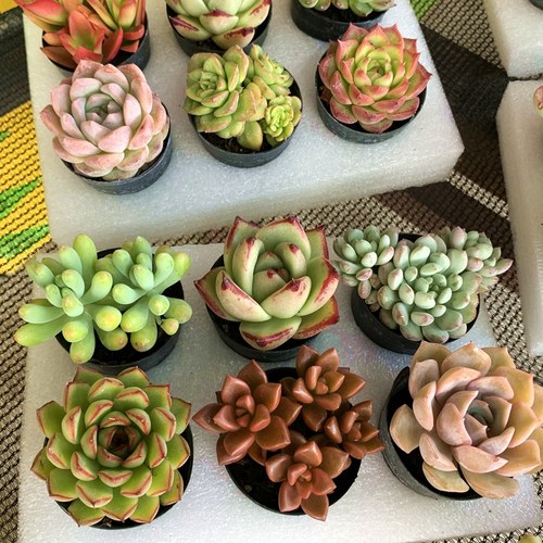 多肉植物随机品种组合套装