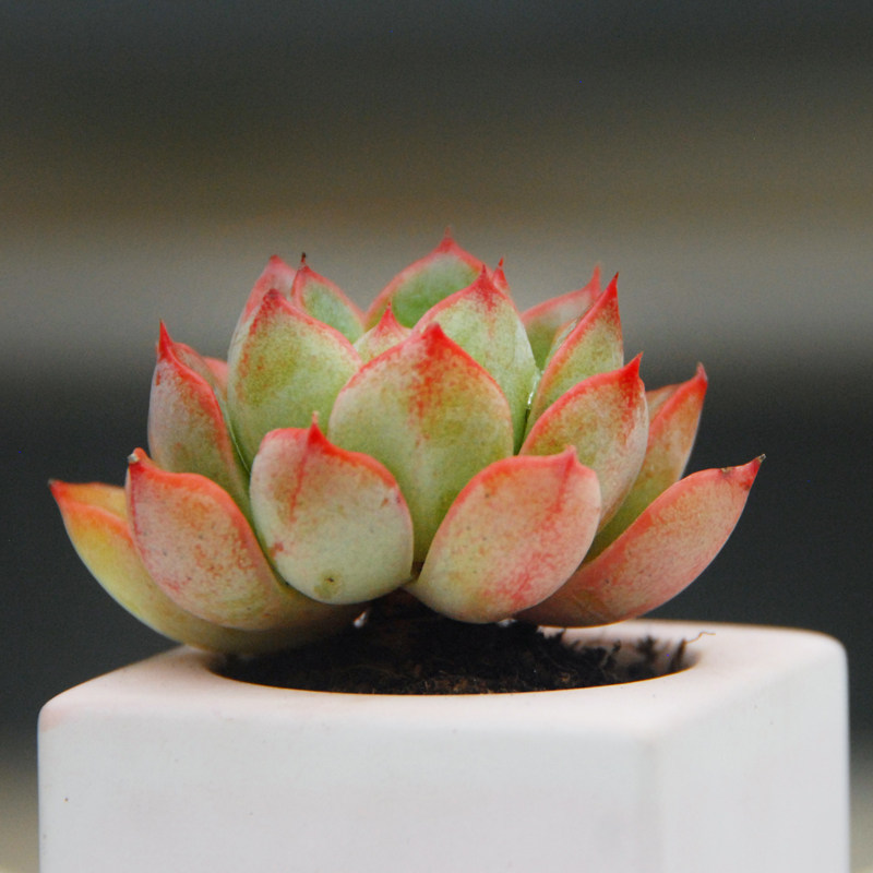 壹分皿华美多肉植物单头好养可爱精品花卉绿植萌肉趣味小盆栽新手