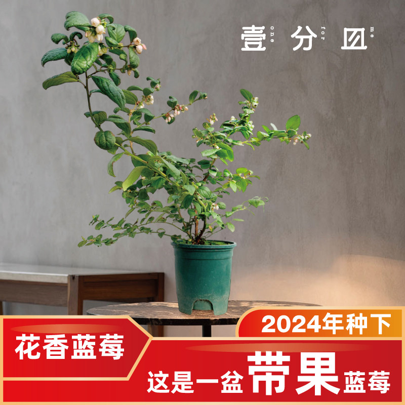 壹分皿 蓝莓树果苗盆栽花香大果带果带土发货种苗树苗南北方果树