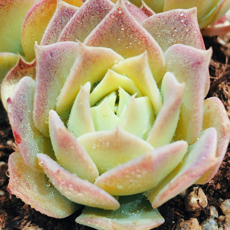 壹分皿 翡翠塔多肉植物办公室阳台肉肉桌面亲子园艺绿植盆栽