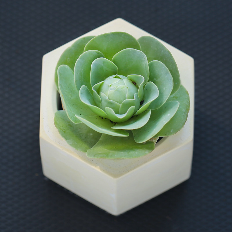 壹分皿山地玫瑰盖瑞米尔鸡蛋玫瑰粉玫瑰多肉植物四季盆栽花卉绿植,鲜花速递/花卉仿真/绿植园艺,多肉植物,淘宝优惠券,粉丝福利购,淘宝优惠卷