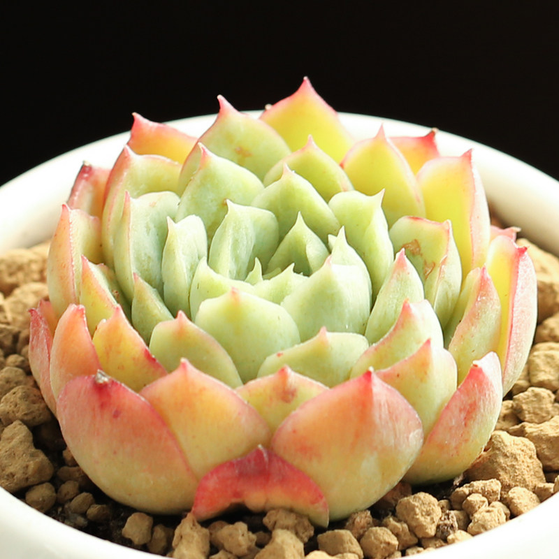 壹分皿 酸橙辣椒多肉植物办公室内好养花卉绿植盆栽创意组盆萌肉