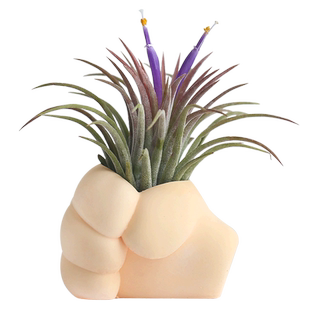 壹分皿空气凤梨空凤握了个草支架创意握草底座无土植物微景观