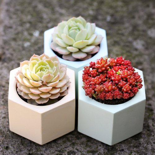 壹分皿好养凝鹊石多肉植物组合