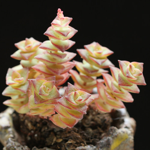 十字星锦多肉植物多少钱 十字星锦多肉植物价格 小麦优选