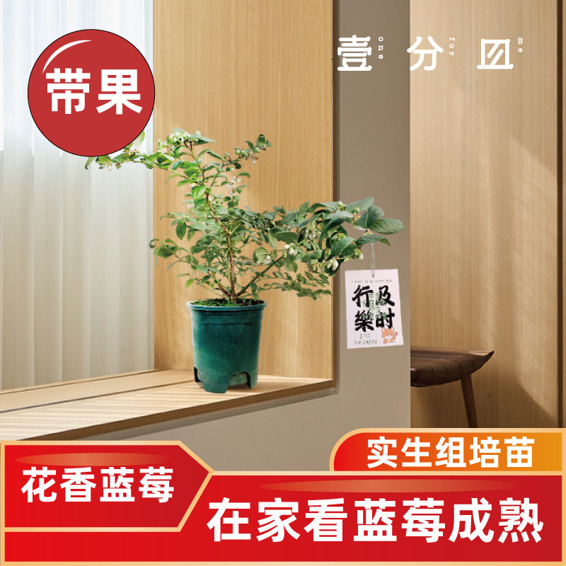 壹分皿 蓝莓树果苗盆栽花香大果带果带土发货种苗树苗南北方果树