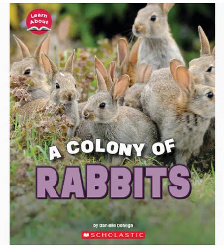 【现货】英文原版 A Fluffle of Rabbits 一群兔子 Scholastic Danielle Denega 关于兔子绒毛的知识插画绘本儿童书籍