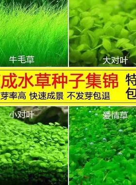 生态鱼缸专用水草种子四季养鱼速成草坪造景大小对叶牛毛草籽套餐