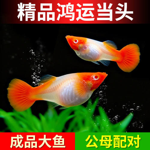精品新手活体鸿运当头孔雀鱼可繁殖种鱼成鱼胎生鱼观赏鱼热带鱼