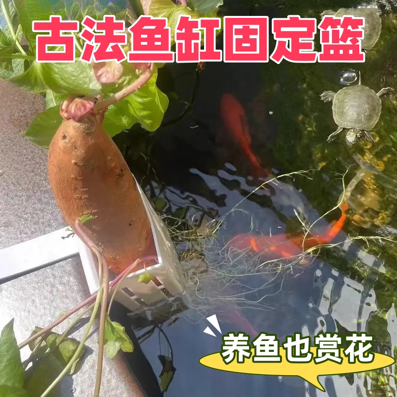 鱼缸绿植挂篮水培红薯篮水培定植篮造景装饰配件古法鱼缸水培挂篮图片