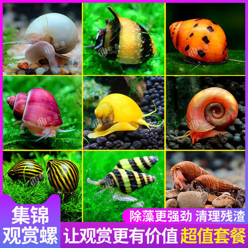 观赏螺苹果螺黑金刚彩蛋螺神秘黄金斑马洋葱清洁除藻工具螺活体螺
