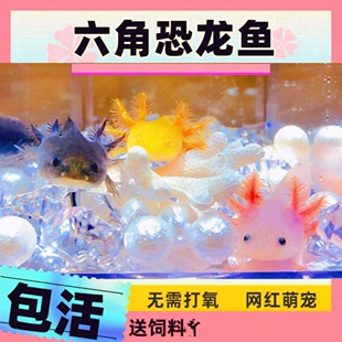 淡水冷水鱼六角恐龙鱼蝾螈观赏鱼金鱼宠物鱼苗锦鲤鱼水族宠物鱼