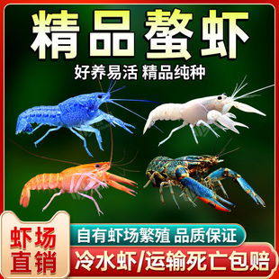 鳌虾观赏虾淡水冷水族耐活体宠物红白蓝色小龙虾火山原生天空蓝魔