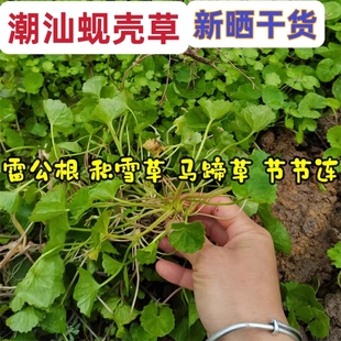 积雪草 雷公根崩大碗马蹄草灯盏菜中药材潮汕蚬壳草青草药包邮