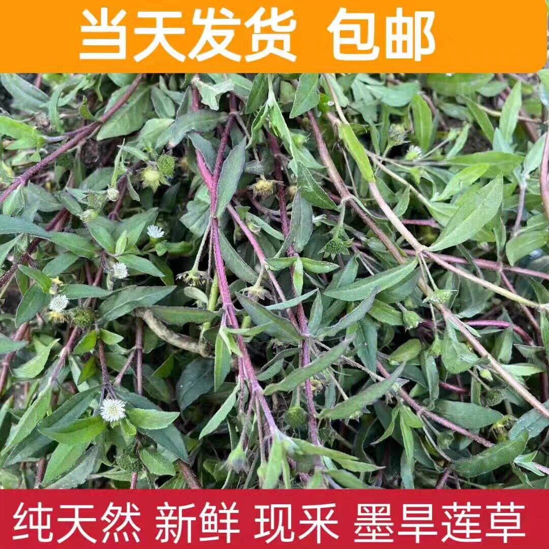 旱莲草中药包邮新鲜墨旱莲草 墨汁草 白花磨琪草 鳢肠草 潮汕青草