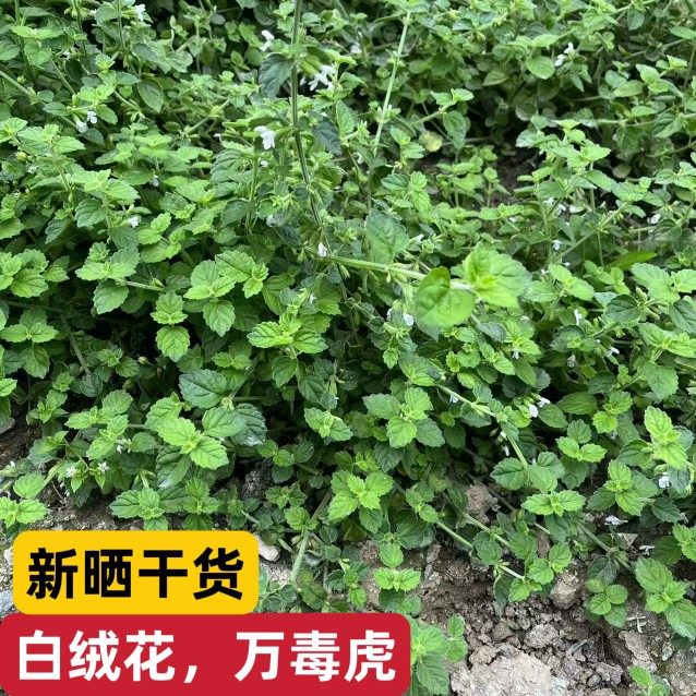 潮汕白花茶匙红白绒草 白花草塔仔草 北风草老虎花中草药材包邮