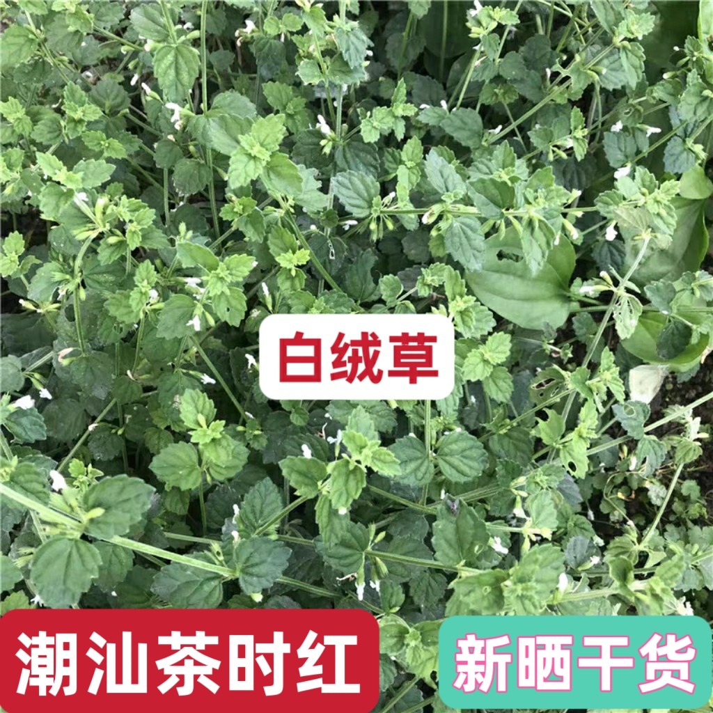 新鲜白绒草 白花茶匙红 塔仔草 白花草 万毒虎 老虎花 北风草包邮