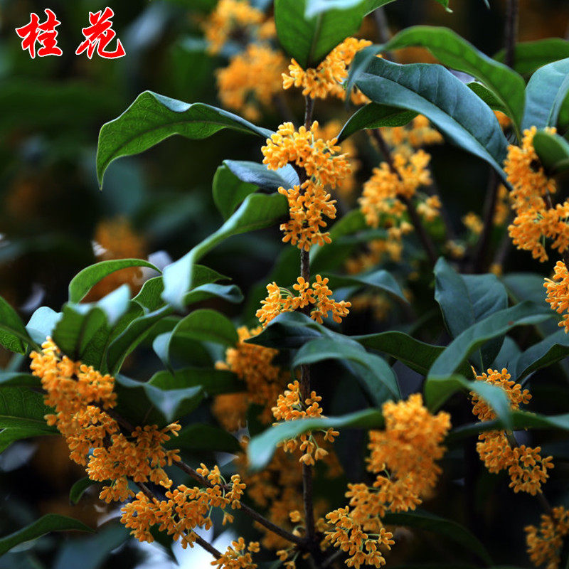 嫁接桂花樹苗八月四季桂丹桂金桂沉香桂当年开花盆栽 桂花苗