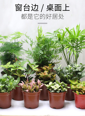 微景观植物罗汉松红网纹绿网纹吸毒草