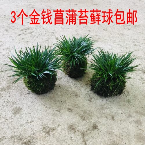 菖蒲庭院花园好看漂亮