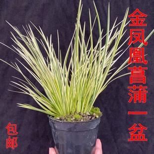 金凤凰菖蒲一盆包邮水培植物蒲草盆景水陆缸绿植雨林缸微景观素材