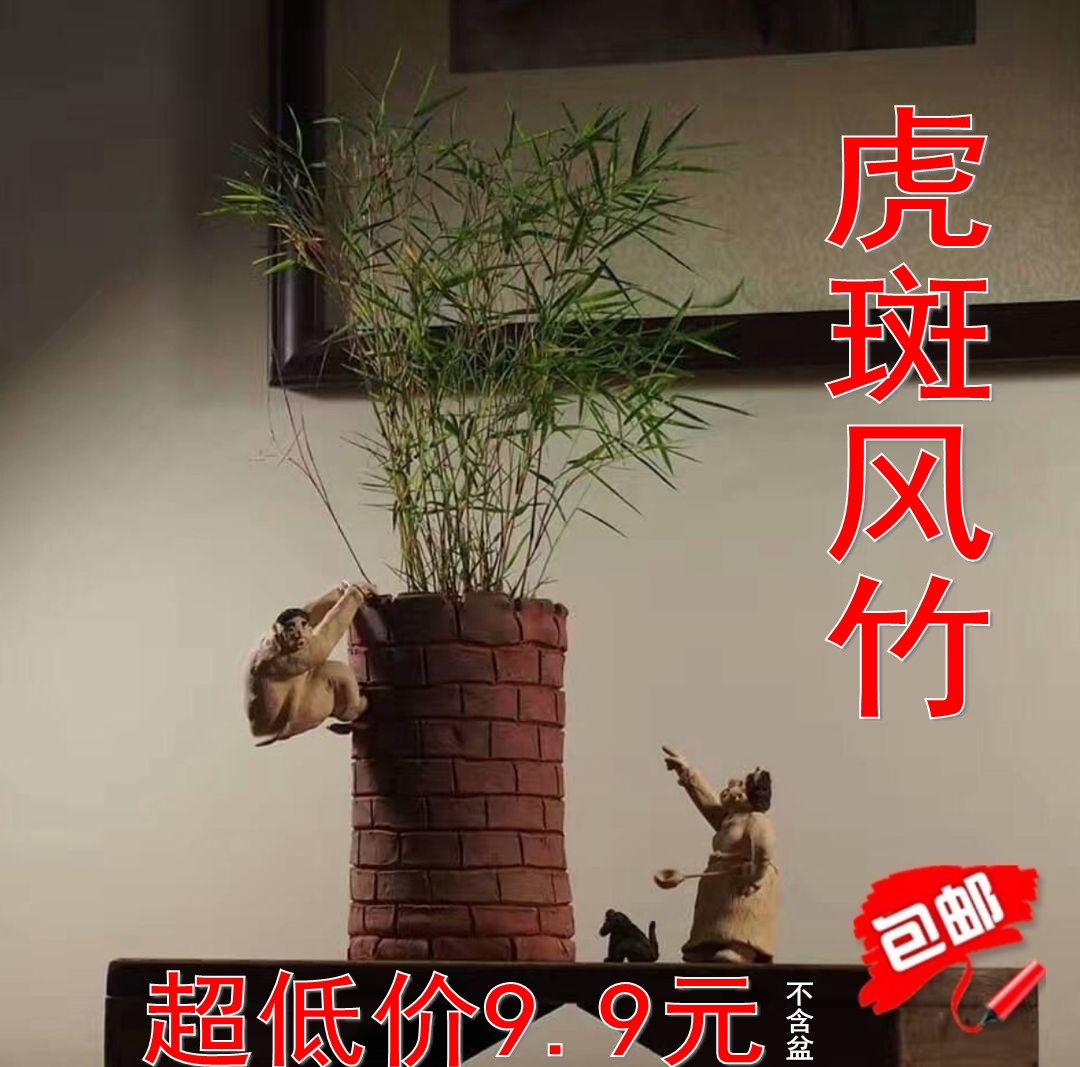 【虎斑风竹1盆9.9元包邮】迷你矮竹子斑叶竹盆景茶室禅意绿植