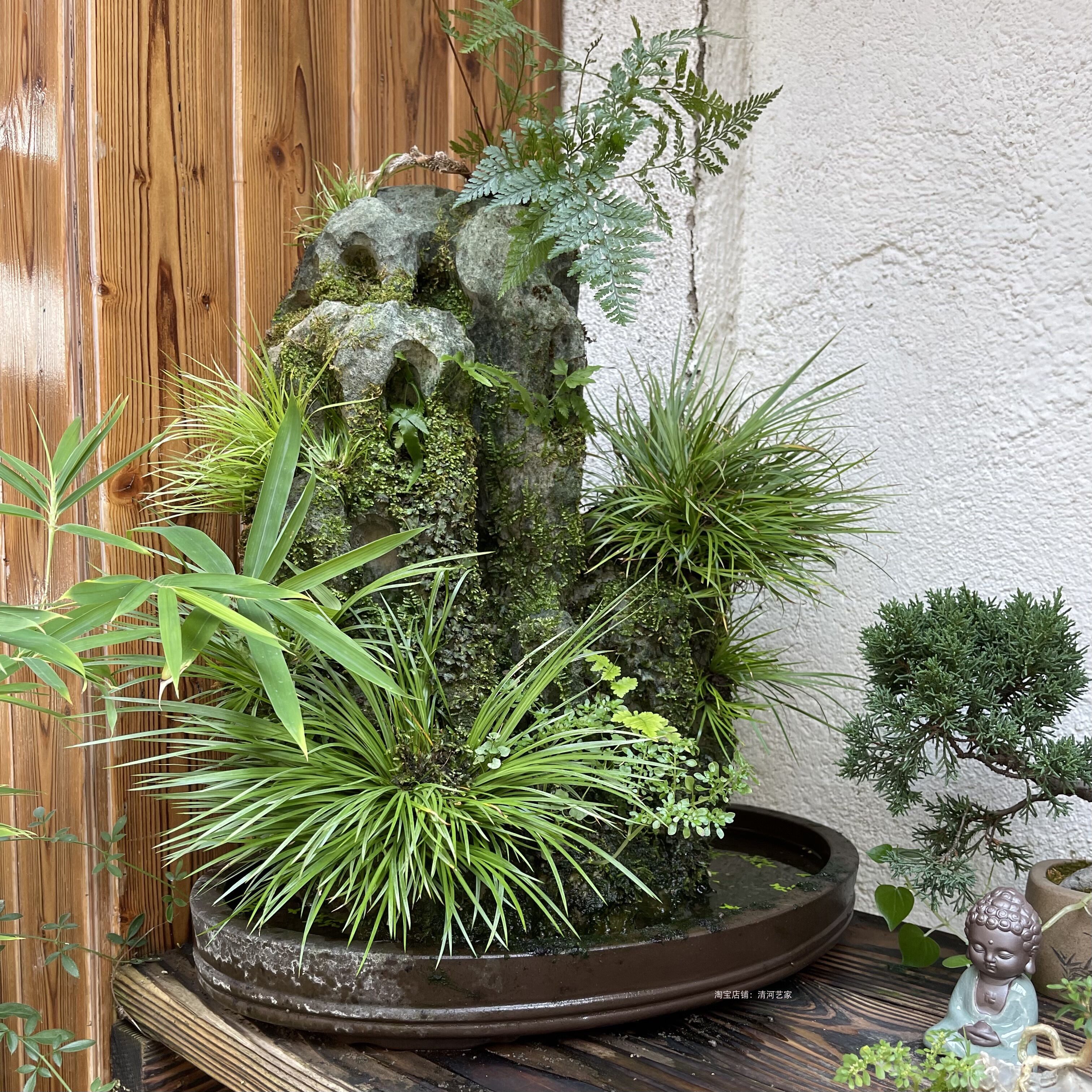 虎须菖蒲附石蒲草盆景吸水石上水石配草假山草绿植水陆缸山石草