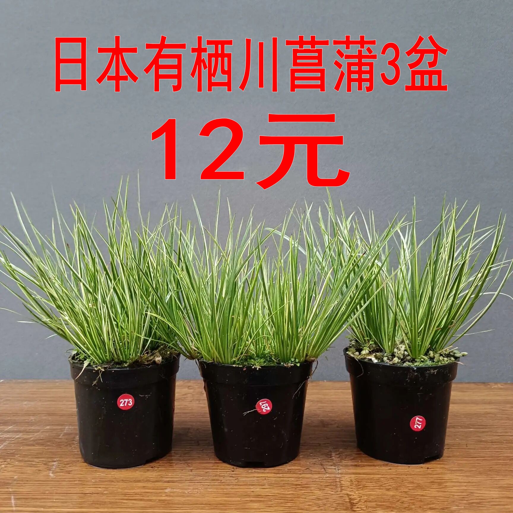 菖蒲庭院花园好看漂亮