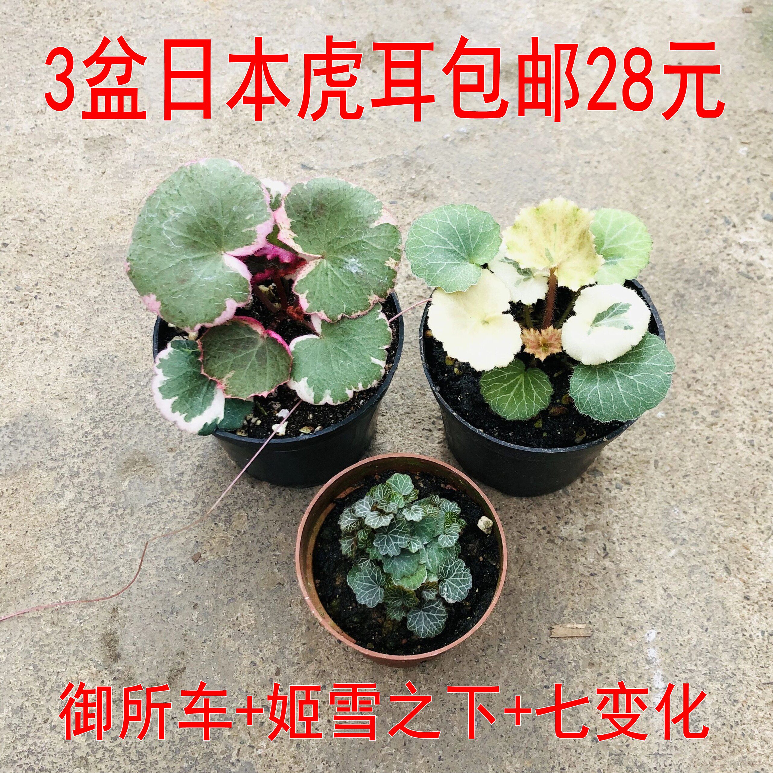 日本虎耳草3盆特价七变化御所车姬雪之下山野草盆景盆栽苔藓微景