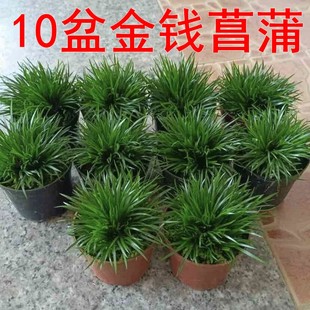 10盆金钱菖蒲盆景假山草水陆缸素材植物附石盆栽苔藓微景观