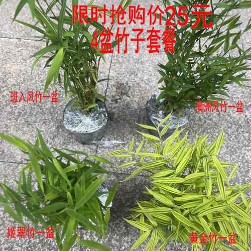 姬翠竹澳洲风竹黄金竹盆栽