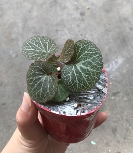 ［虎耳草一盆］ 假山装饰草素材假山草山野草盆景吸水石草山野草