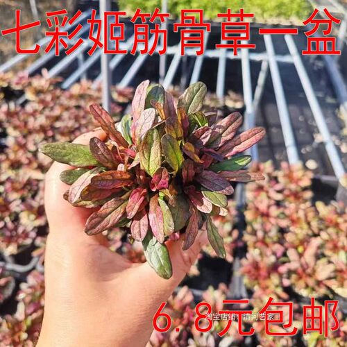 变异新品种！七彩姬十二单筋骨草盆栽耐寒耐热多年生花卉宿根花卉