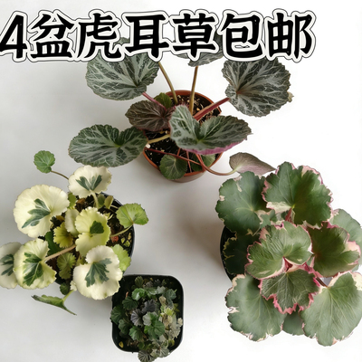 4盆虎虎耳草盆景七变化御所车姬雪之下山野草盆栽茶室绿植