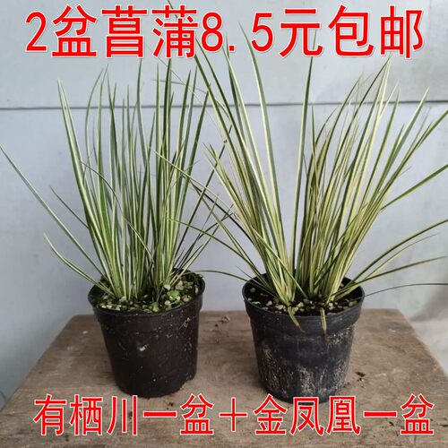 菖蒲庭院花园好看漂亮