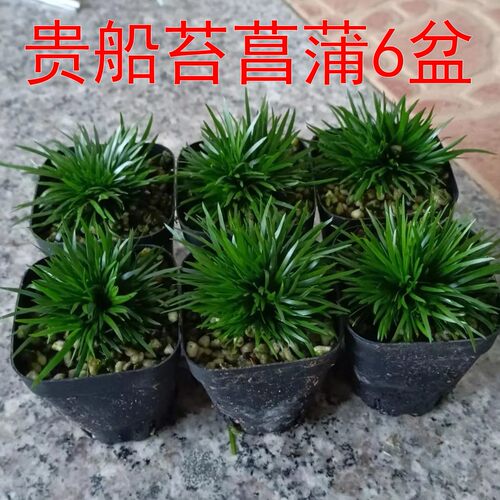 【6盆贵船苔菖蒲套餐特价】假山草水陆缸素材茶室绿植山野草